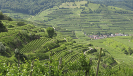Weinberge rund um Freiburg